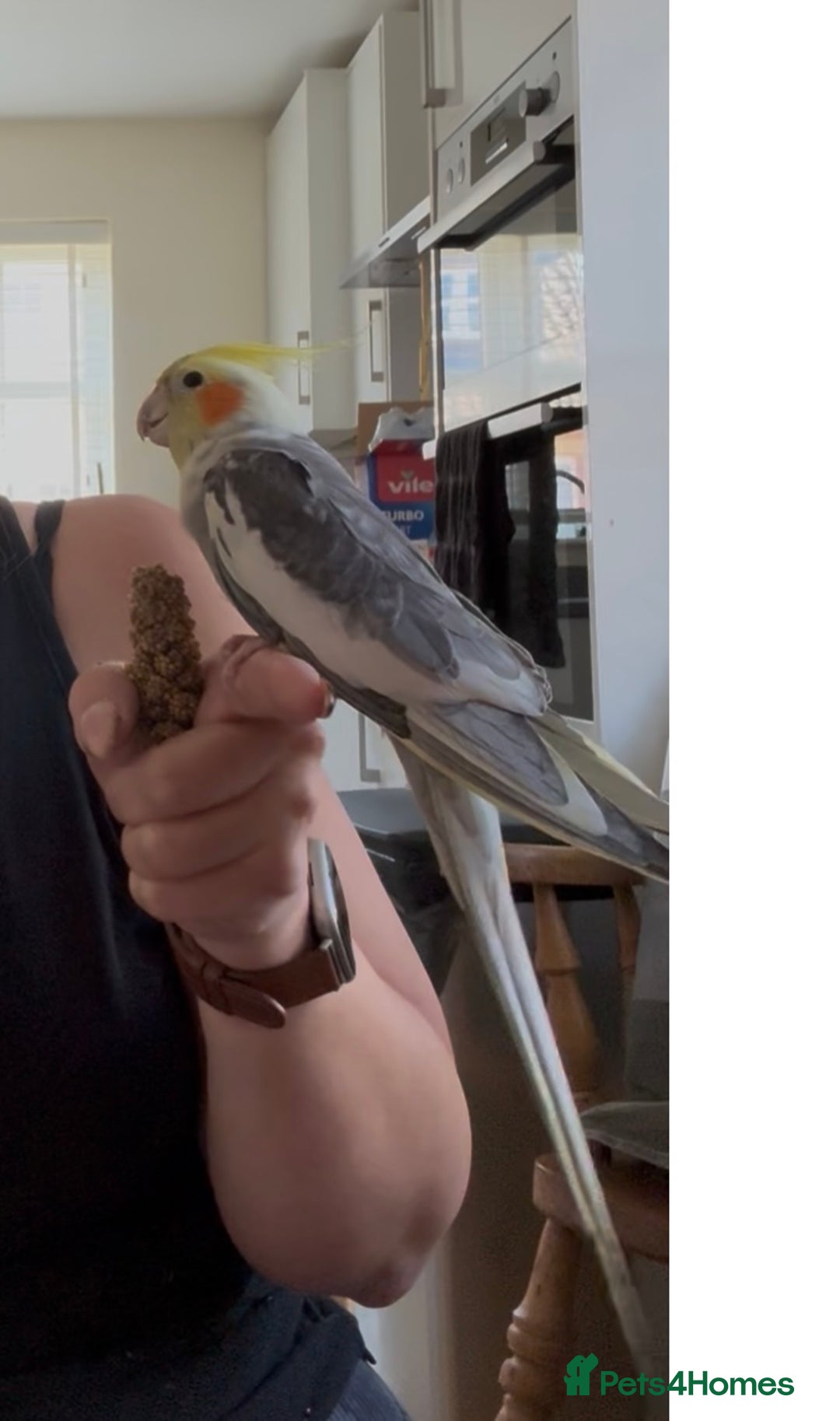 Conures birds for sale: 2025 Green Cheek Conures & Cockatiels - Image 6