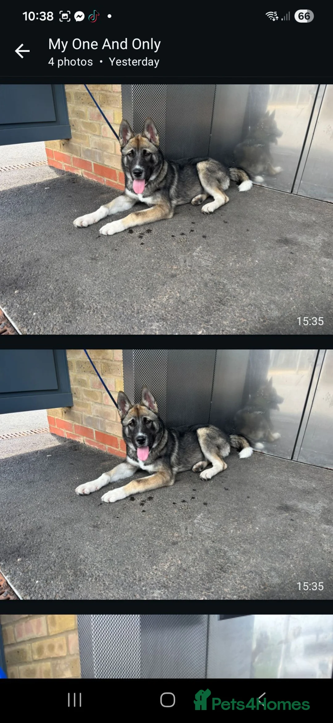 Japanese Akita Inu dogs for sale: Japanise akita in Chatham - Advert 3