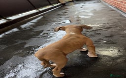 Mixed Breed dogs for sale: Angel - Staffordshire bull terrier cross boxer - Image 2