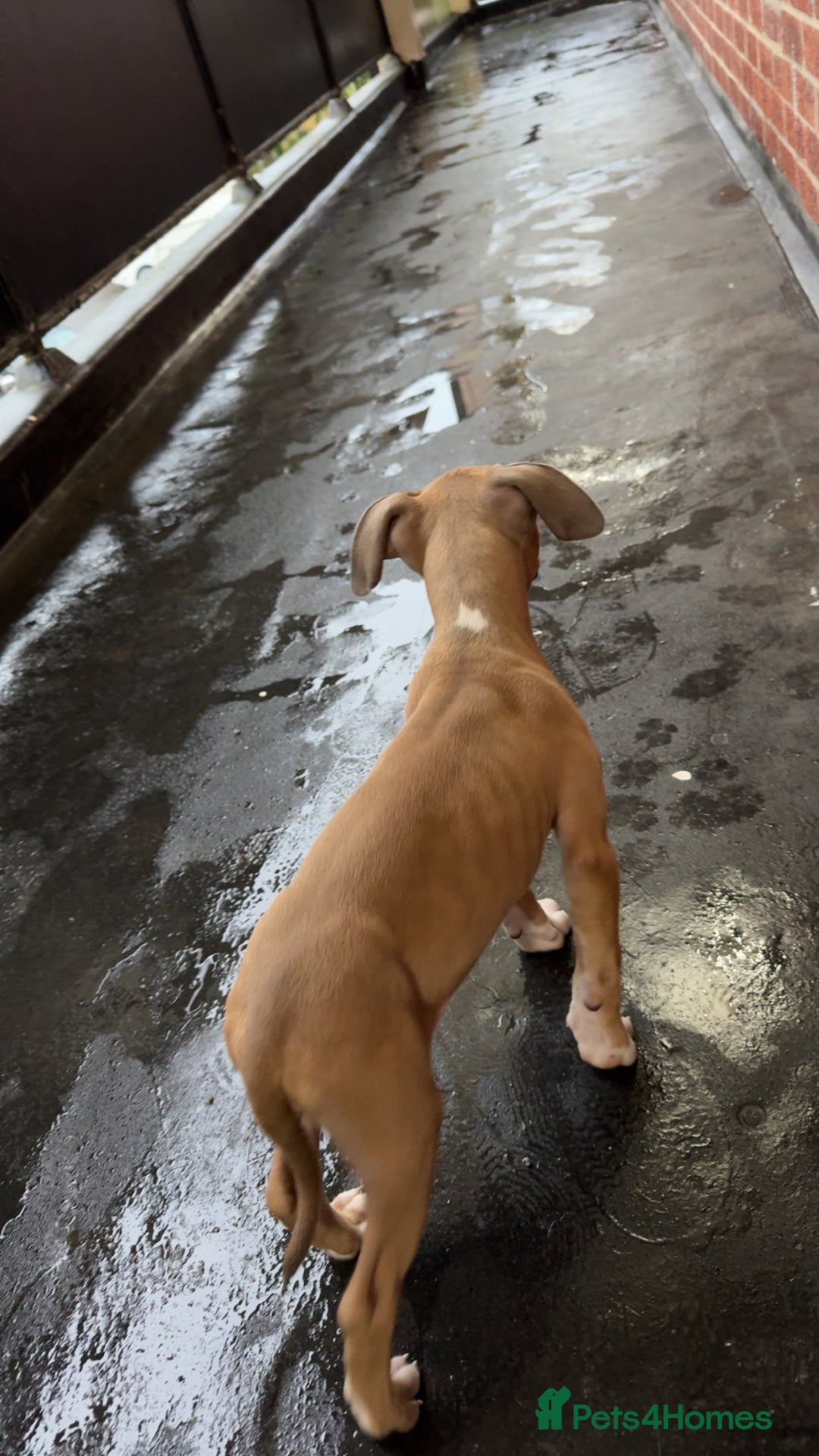 Mixed Breed dogs for sale: Angel - Staffordshire bull terrier cross boxer - Image 2