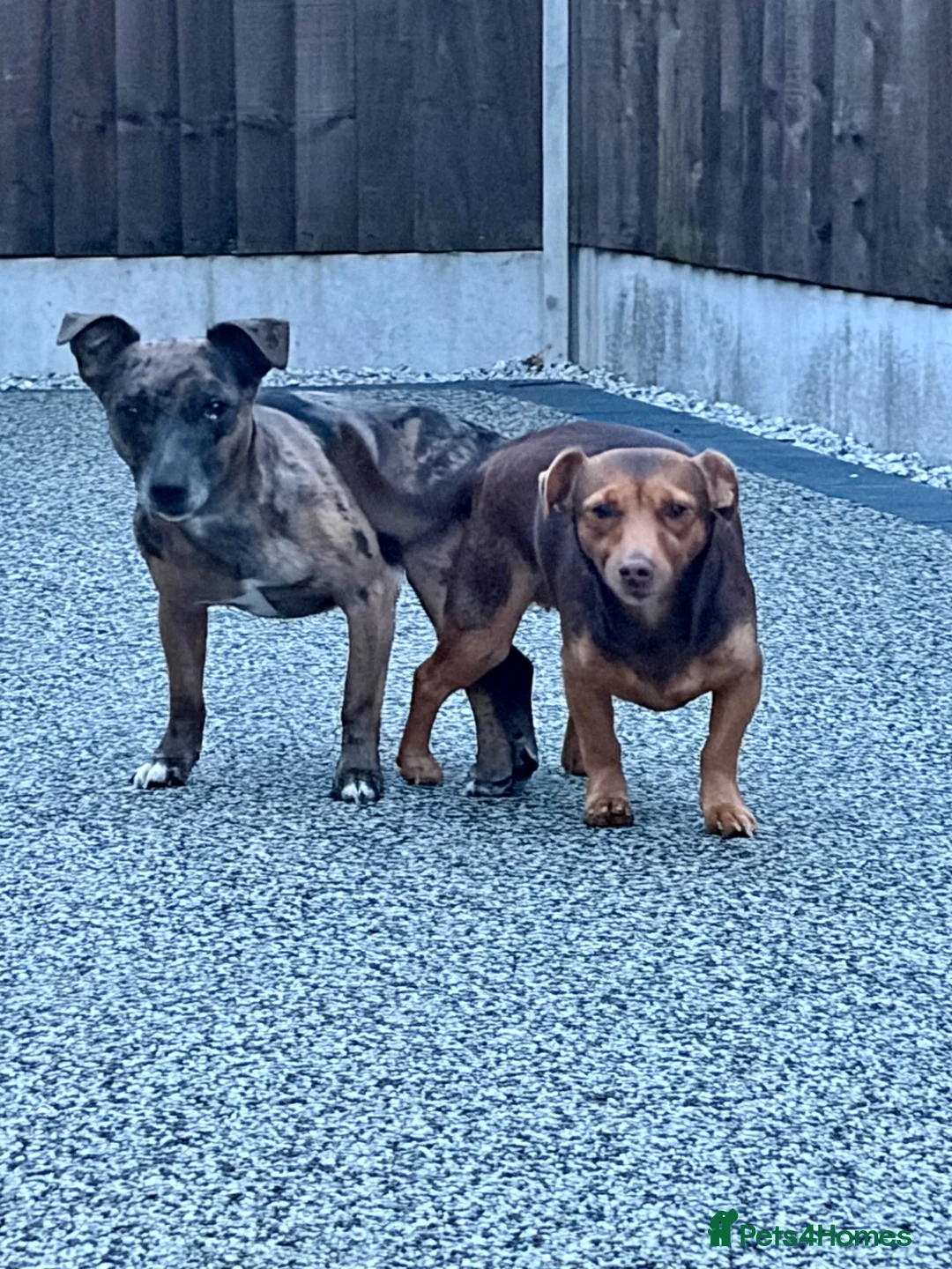 Jack Russell dogs for sale: Rainbow jack russell in Stockport - Advert 7