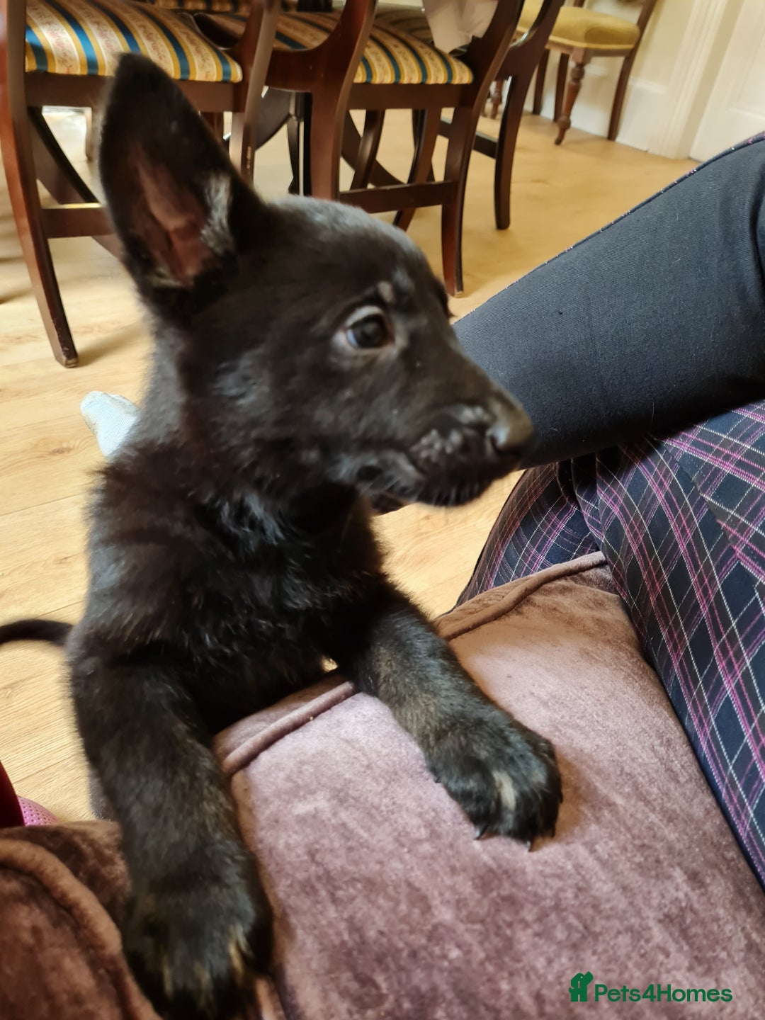 German Shepherd dogs for sale: German Shepherds by Shawhhead Shepherds  - Image 29
