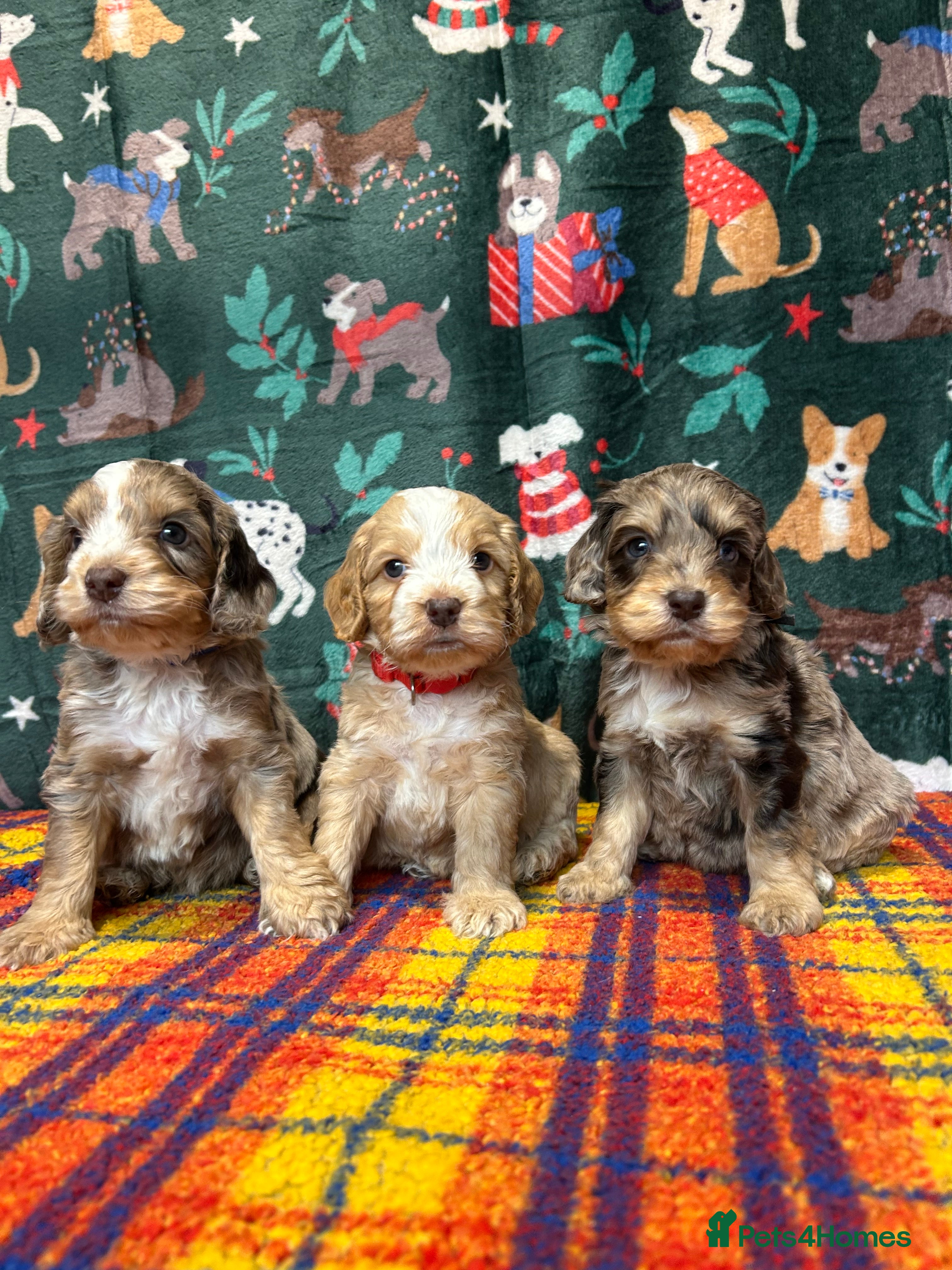 Cockapoo dogs Cute F1 cockapoo puppies  - Advert 10