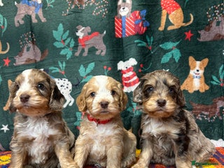Cockapoo dogs Cute F1 cockapoo puppies - Advert 10