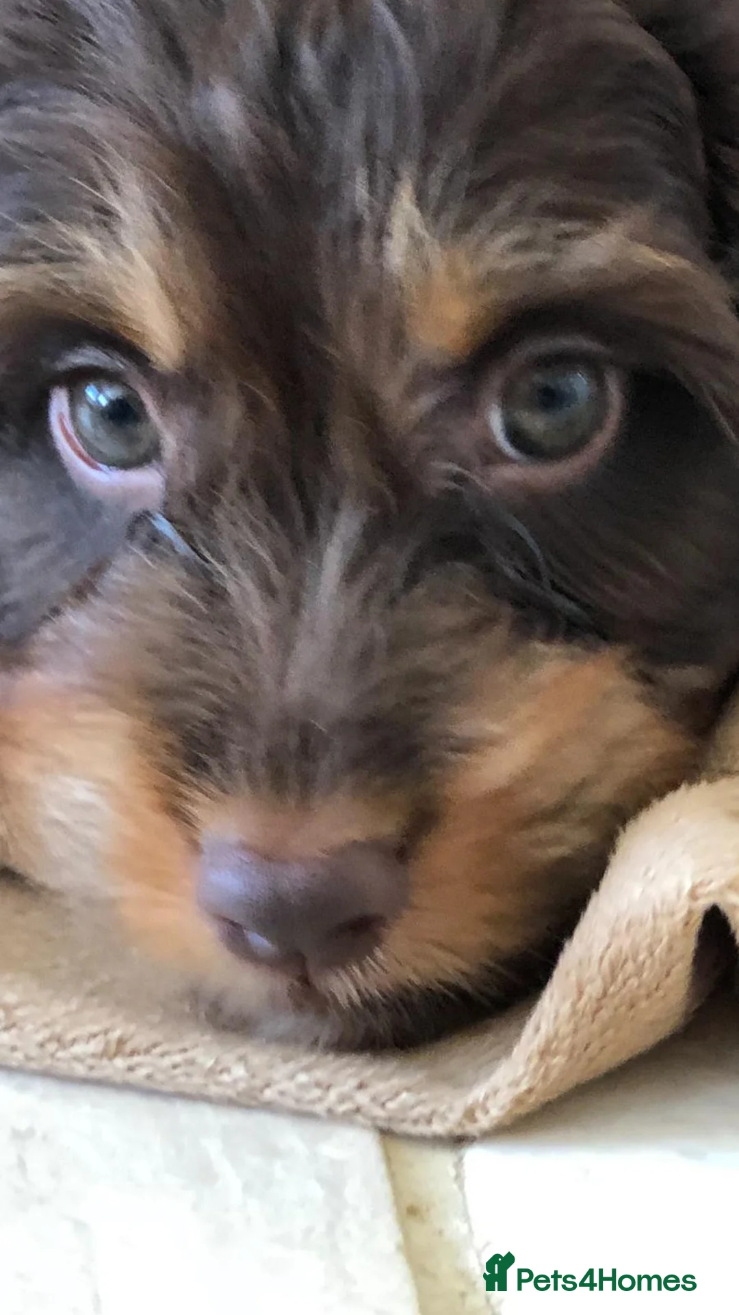 Cockapoo dogs for stud: TRICOLOUR F1 PROVEN ATAT CERTIFIED COCKAPOO STUD in Bromley - Advert 21