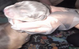 Staffordshire Bull Terrier dogs for sale: Blue tri Staffordshire bull terrier pups for sale  - Image 20