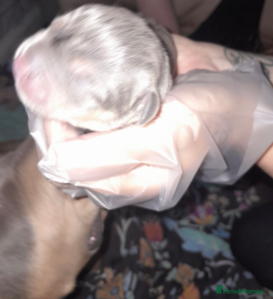 Staffordshire Bull Terrier dogs for sale: Blue tri Staffordshire bull terrier pups for sale  - Image 20