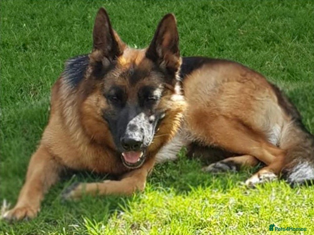 German Shepherd dogs for sale: Quality litter show line/working line puppy’s  - Advert 2