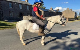 Welsh Section A horses for sale: Welsh section A Gelding - Image 8