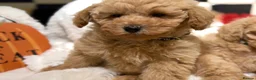 Poochon dogs for sale: Stunning litter of poochons ready now - Advert 14