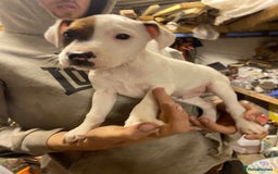 Jack Russell dogs for sale: 2 male jack russel puppies  - Image 2