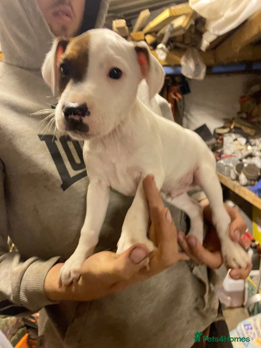 Jack Russell dogs for sale: 2 male jack russel puppies  - Image 2