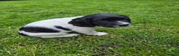 English Springer Spaniel dogs for sale: English springiel spaniel pupies.  in Yeovil - Advert 7