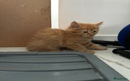 Maine Coon cats for sale: Stunning Kitten Mainecoon Girls - Image 17