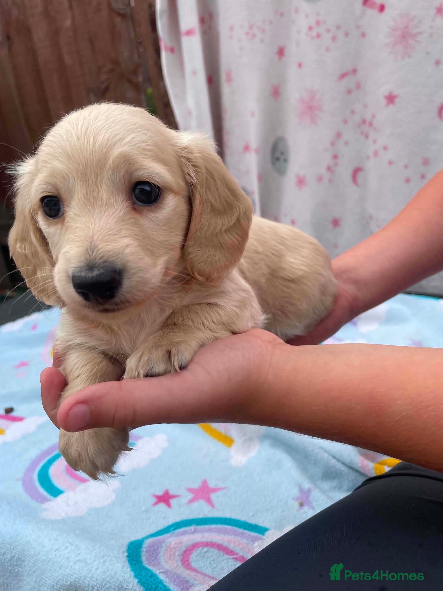 Miniature Dachshund dogs Longhair cream mini dachshund puppys - Advert 1