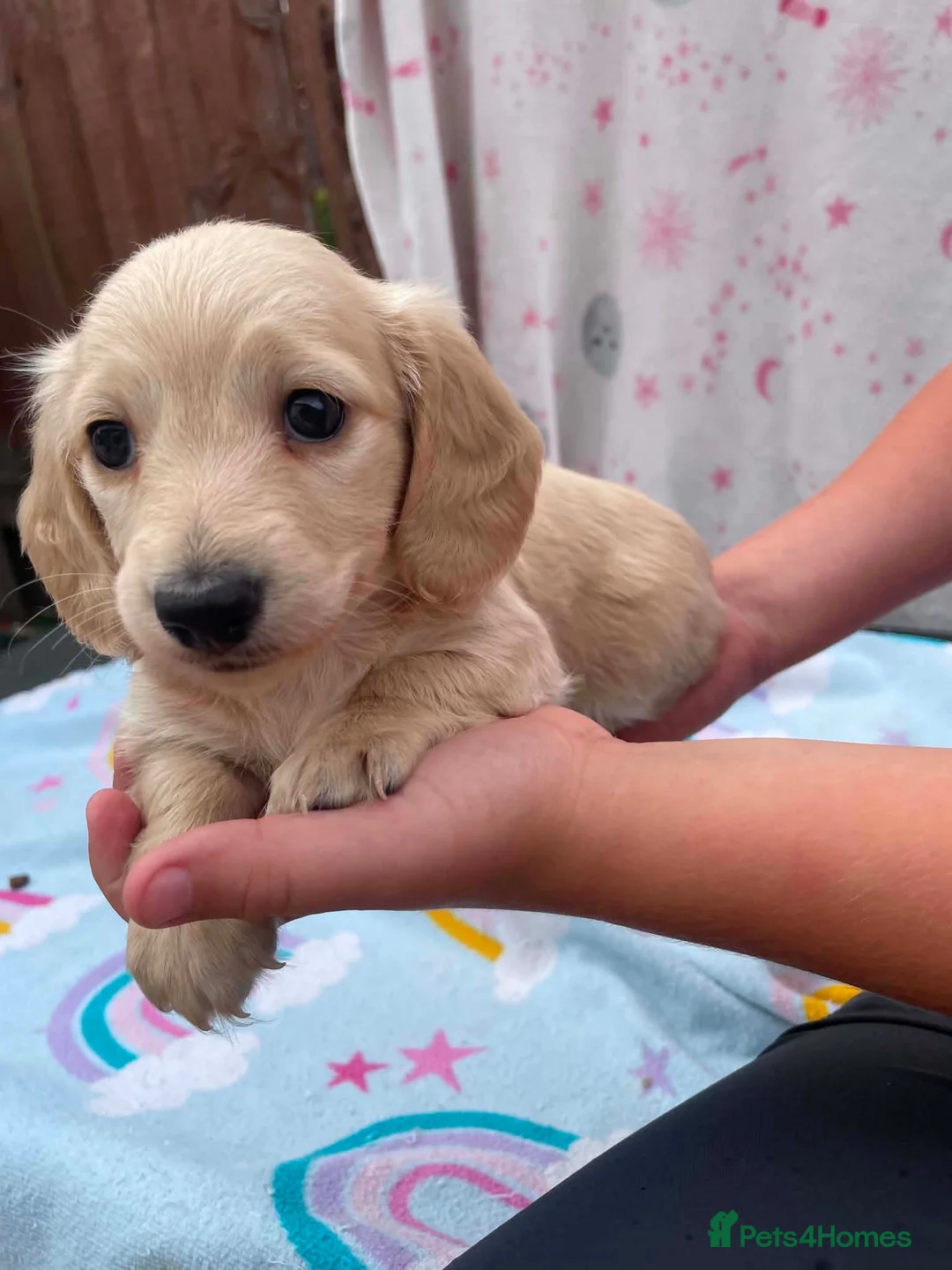 Miniature Dachshund dogs for sale: Longhair cream mini dachshund puppys - Advert 1