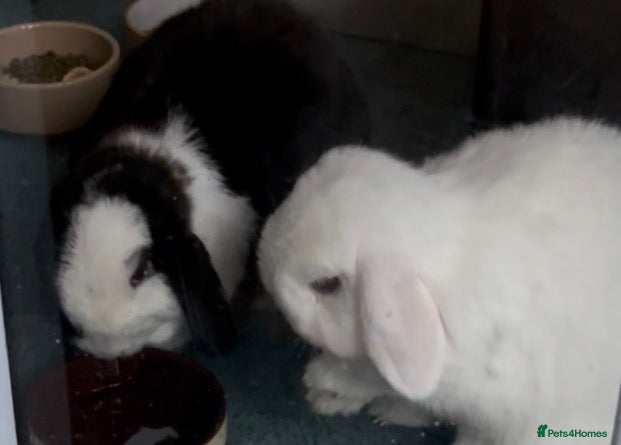 Mini Lop rabbits Looking for a Loving Home for Our Beloved Bunnies - Advert 1