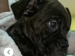 Mixed Breed dogs 🐾Reduced!!!! £900 Boxer! Last little boy 🐶🧬 - Advert 1