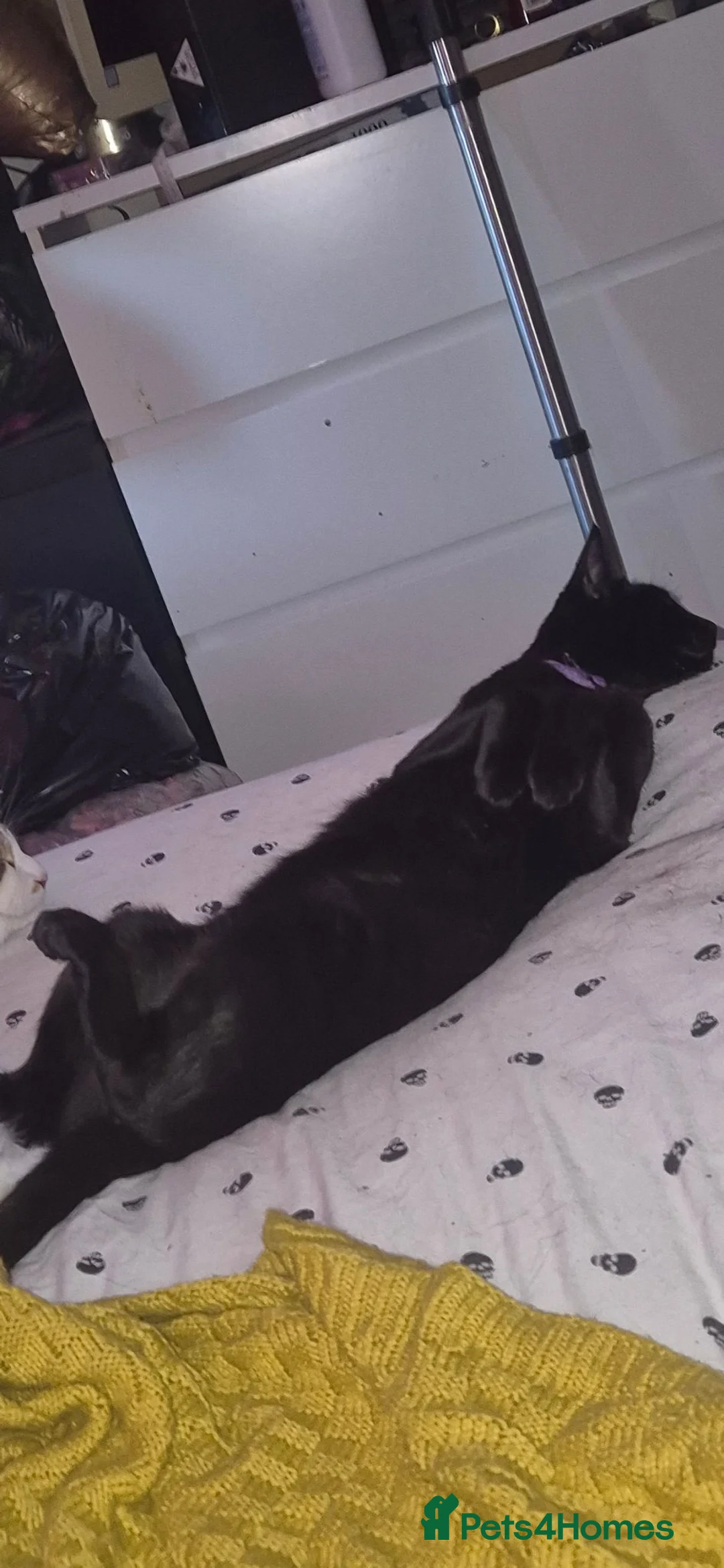 British Shorthair cats for sale: 2 cats in Pontypridd - Advert 2
