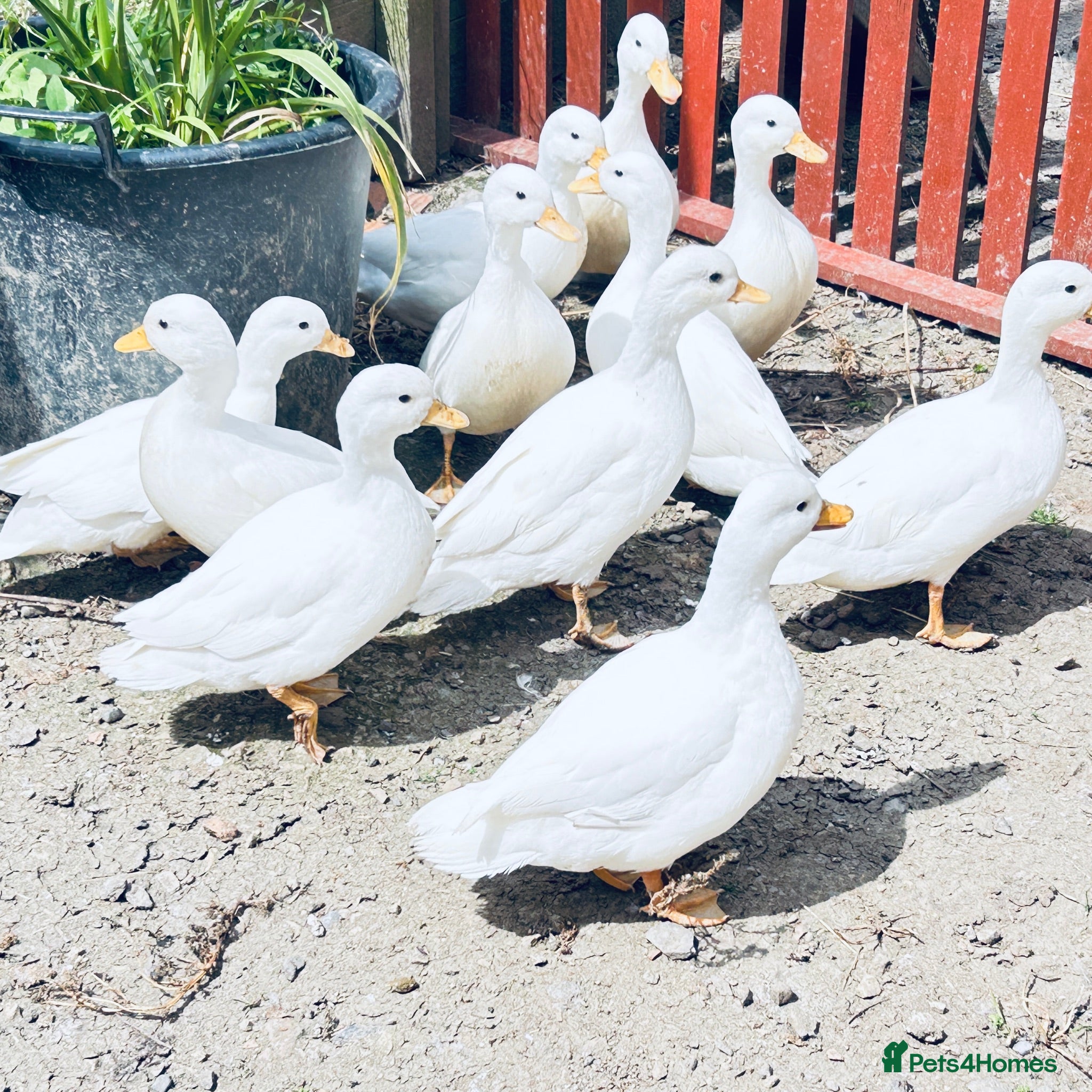 Ducks poultry 8 week old call ducks for sale 14/04/26 - Advert 9