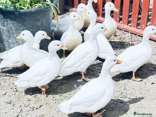 Ducks poultry 8 week old call ducks for sale 14/04/26 - Advert 9
