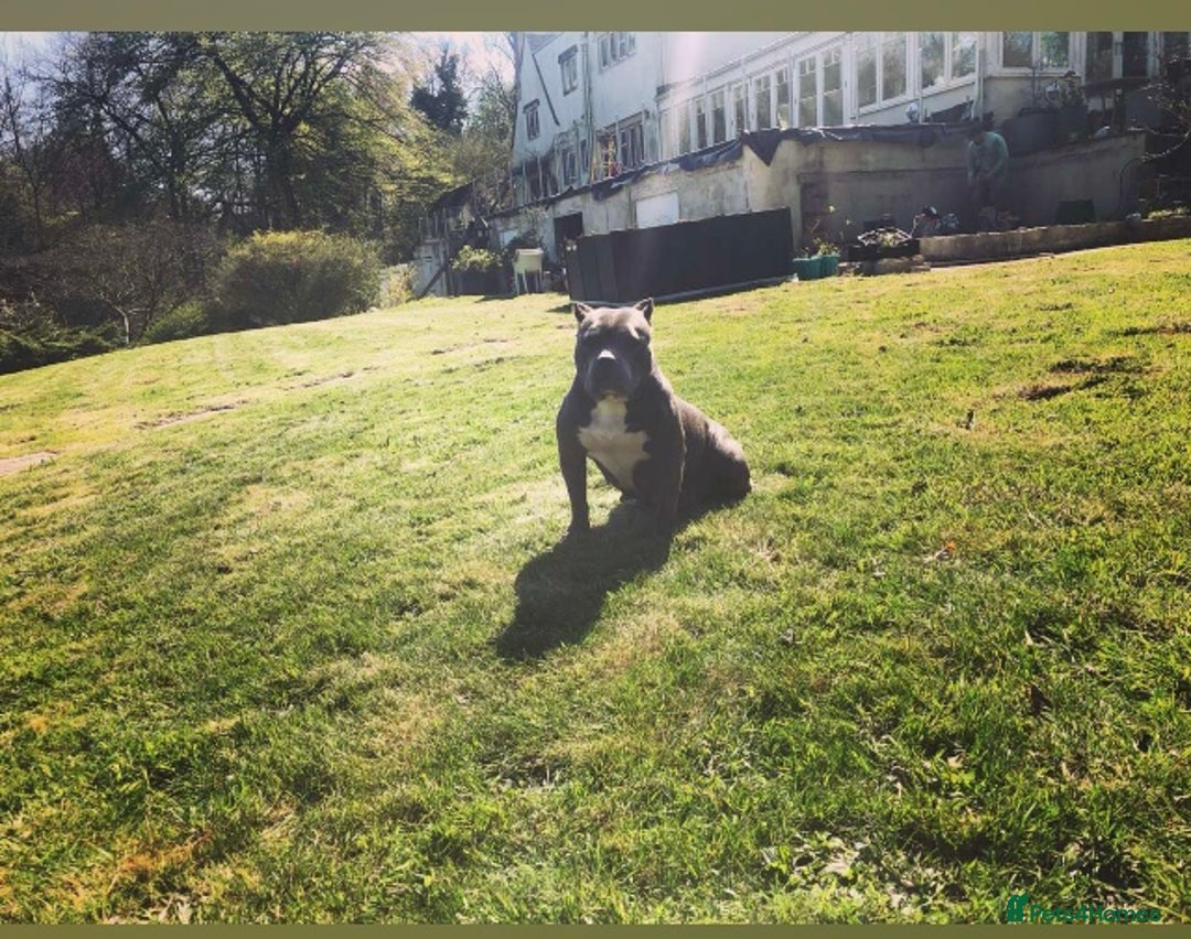American Bully dogs for sale: Classic American pocket bullys - Image 10