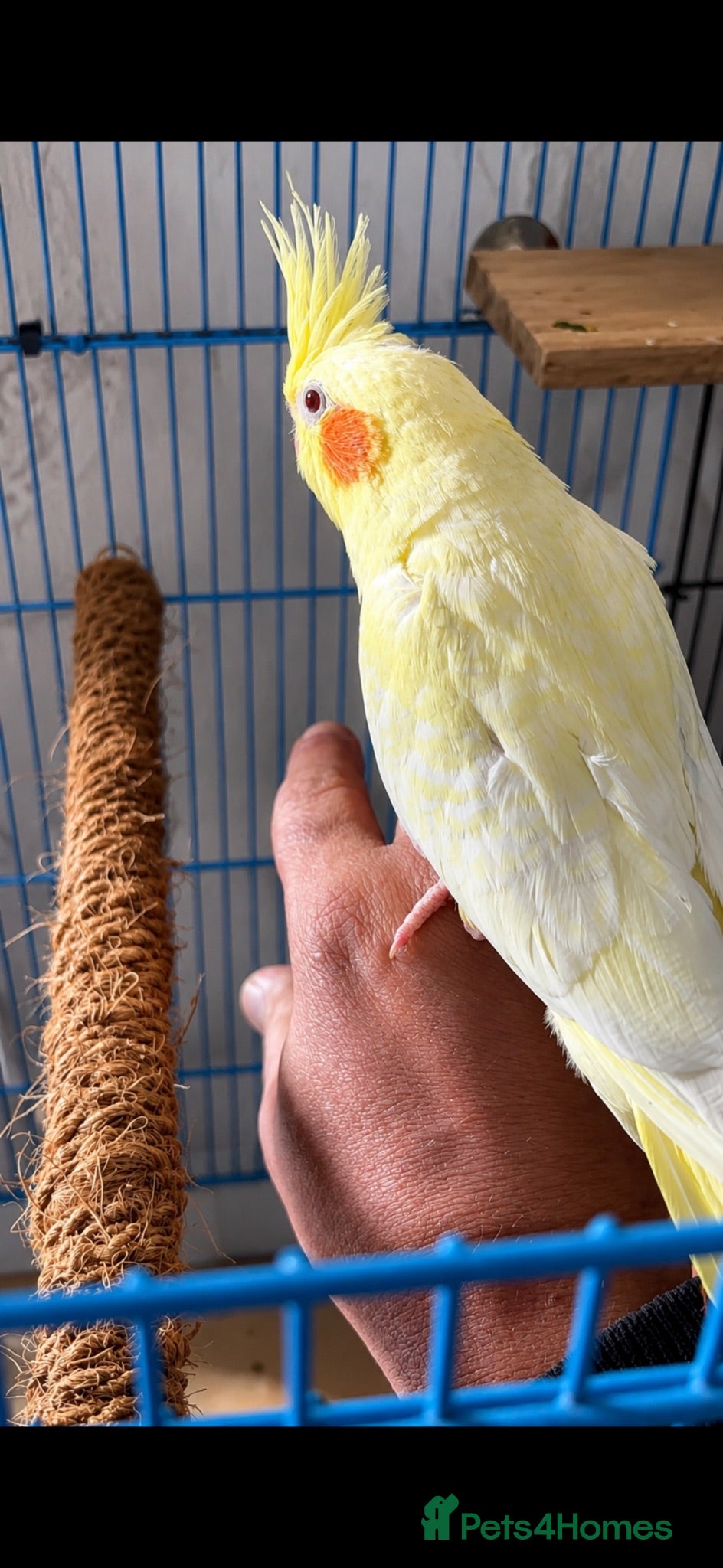 Cockatiels birds Hand Tame Grey Pied Cockatiel Chick - Advert 18