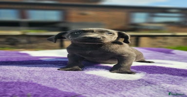 Labrador Retriever dogs - Advert 6