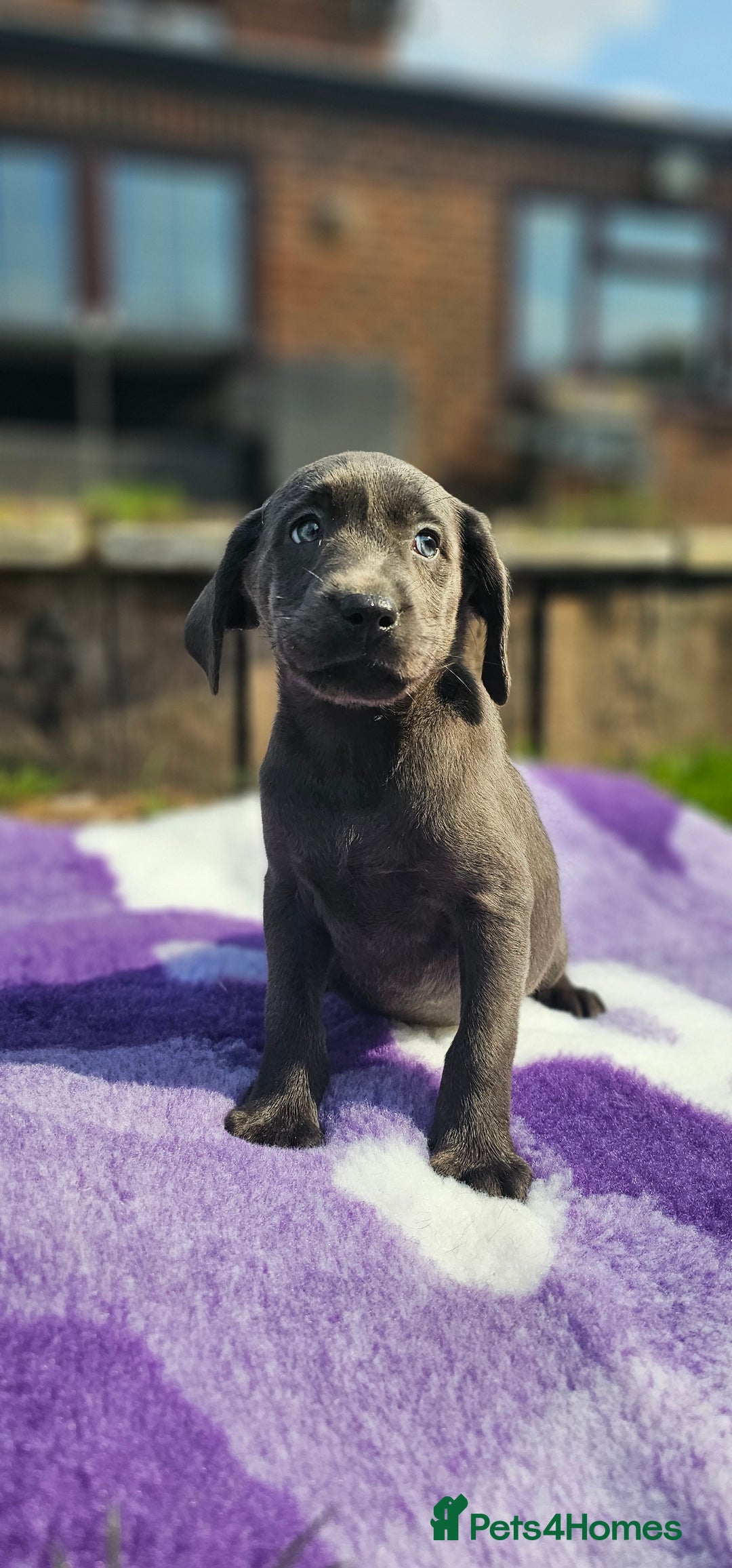Labrador Retriever dogs for sale: LAST 2 KC HEALTH TESTED CHARCOAL LABS AVAILABLE  - Image 3
