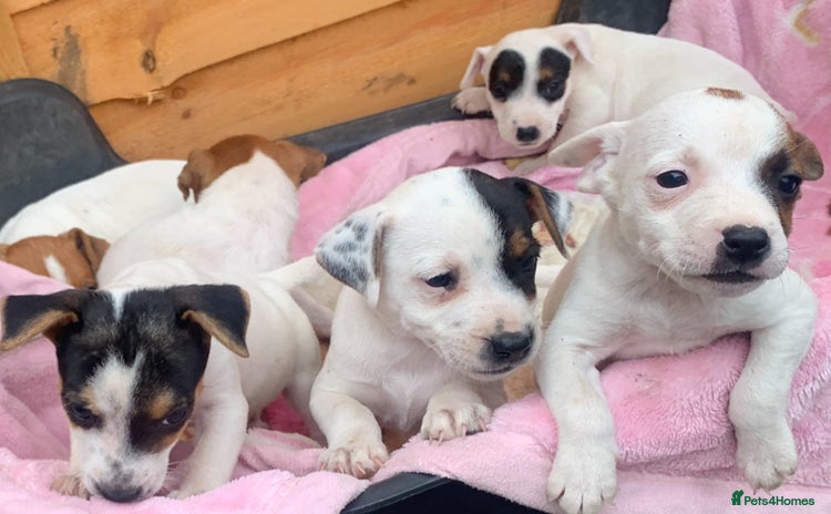 Jack Russell dogs - Advert 14