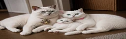 British Shorthair cats for sale: Last Girl 🌟 White British Shorthair Female Kitten - Advert 3