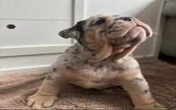 English Bulldog dogs for sale: Beautiful English Bulldog Puppies - Image 21