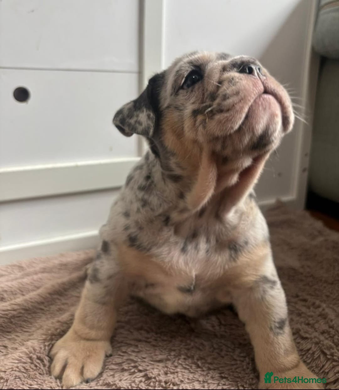 English Bulldog dogs for sale: Beautiful English Bulldog Puppies - Image 21