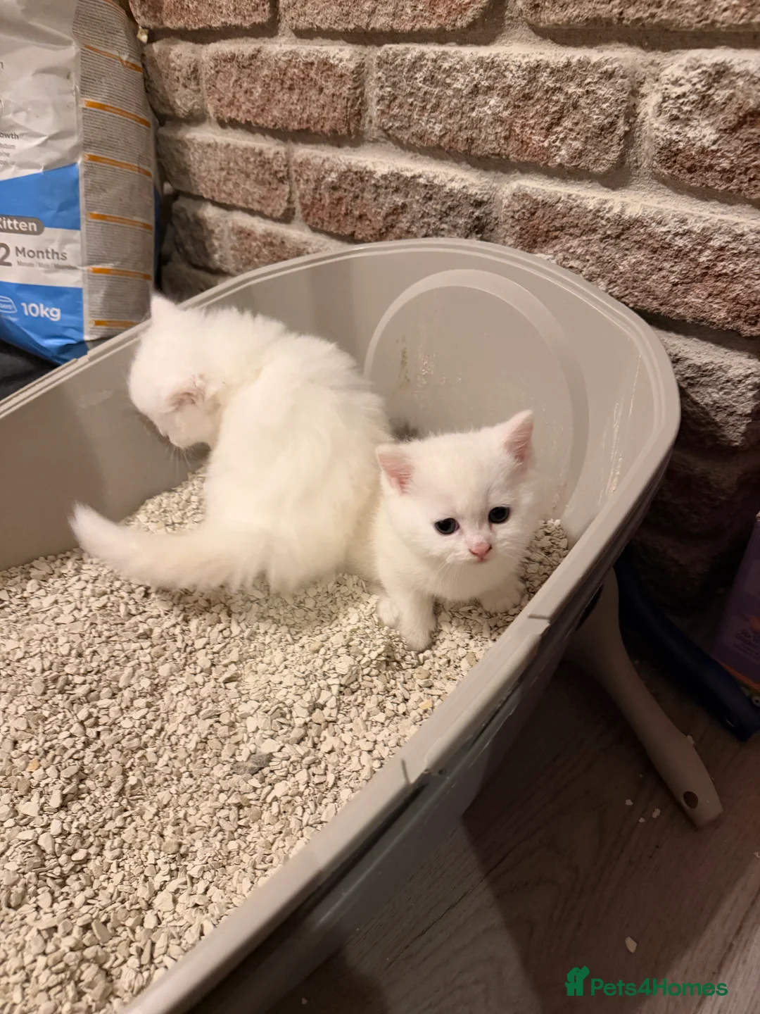 Persian cats for sale: Ready soon, 5 persian X kittens - Advert 29
