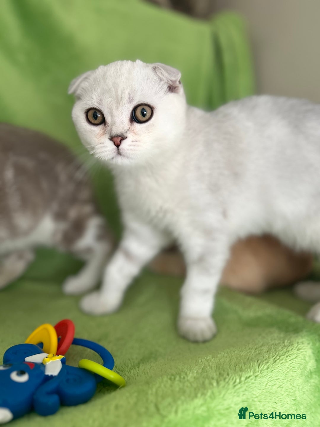 Scottish Fold cats for sale: Beautiful Scottish fold baby’s  in Reading - Image 15