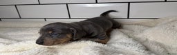 Miniature Dachshund dogs for sale: STUNNING MINIATURE DACHSHUNDS DAPPLE KC  - Advert 11