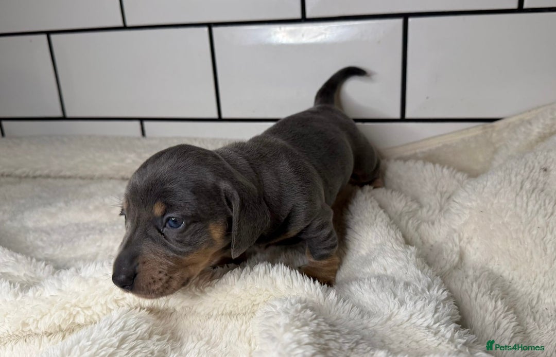 Miniature Dachshund dogs for sale: STUNNING MINIATURE DACHSHUNDS DAPPLE KC  - Advert 11