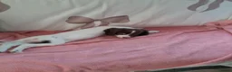 Sprocker dogs for sale: Sprocker puppies for sale  in Chelmsford - Advert 5