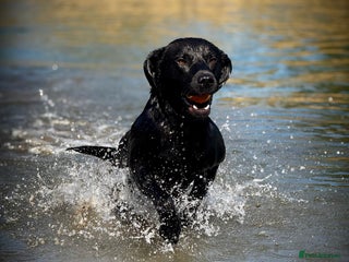Labrador Retriever dogs in Nottingham - Advert 6