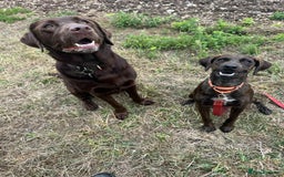 Mixed Breed dogs for adoption: Neffy has flown from Cyprus seeking a loving home  - Image 13