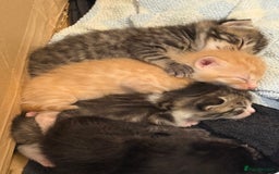 Domestic Shorthair cats for sale: Domestic Shorthair - Image 11