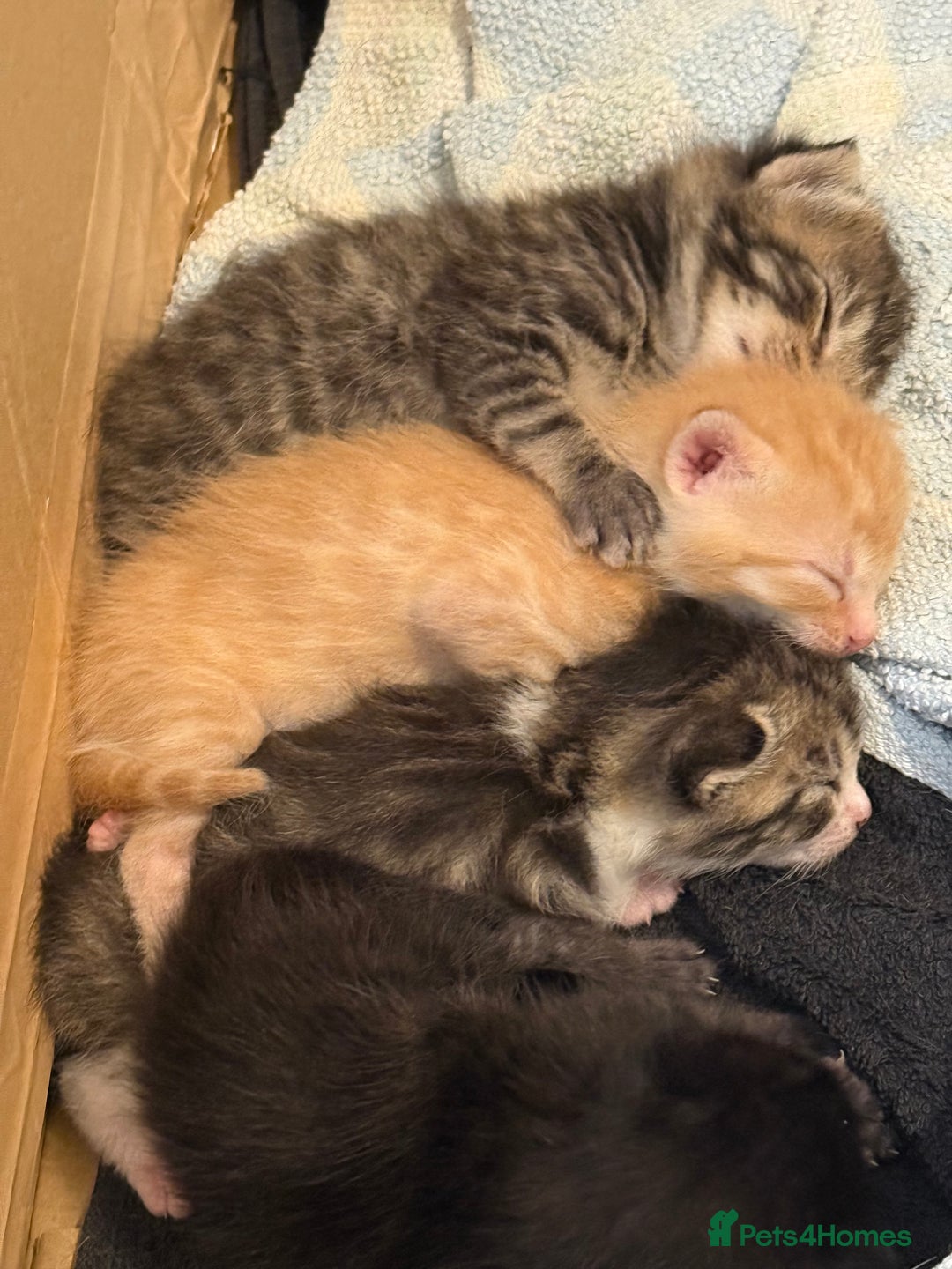 Domestic Shorthair cats for sale: Domestic Shorthair - Image 11