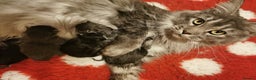 Maine Coon cats for sale: Full pedigree maine coon kitten - Advert 3
