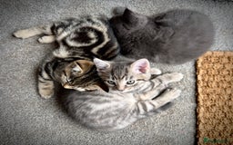 Domestic Shorthair cats for sale: Beautiful 9 Week Old Kittens  - Image 3