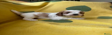 Cavapoo 5