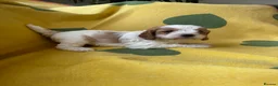 Cavapoo dogs for sale: Cavapoo’s extensively health tested rare colours  - Advert 4