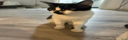 Mixed Breed cats for sale: Oreo  - Advert 2