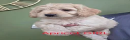 Cockapoo dogs for sale: F1 Cockapoos hereditary clear - Advert 10
