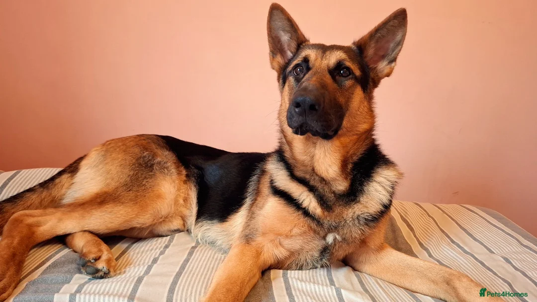 German Shepherd dogs for stud: Mr Jackson Green in Wisbech - Advert 2