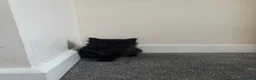 British Shorthair cats for sale: 4 Fluffy kittens  in Newport - Advert 24